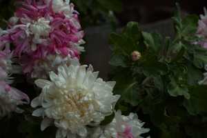 CHRYSANTHEMUM-24 (36)